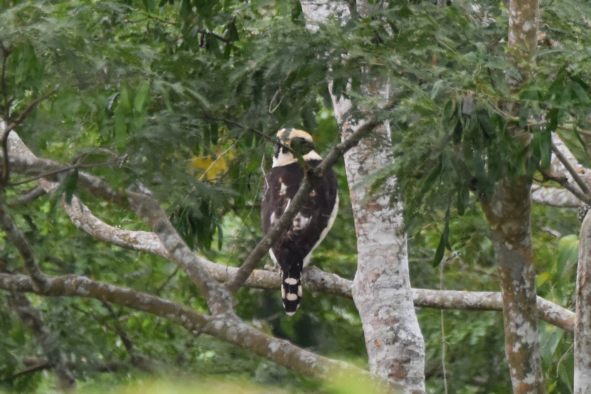 Laughing Falcon - ML620474198