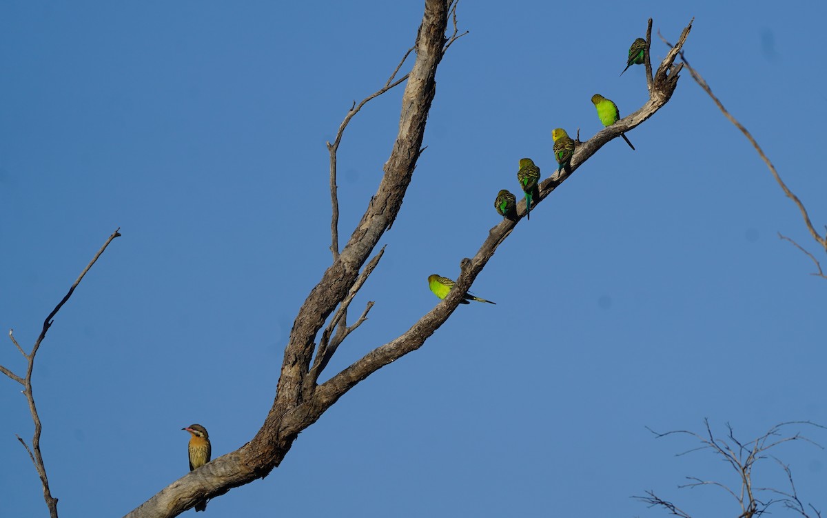 Budgerigar - ML620474208