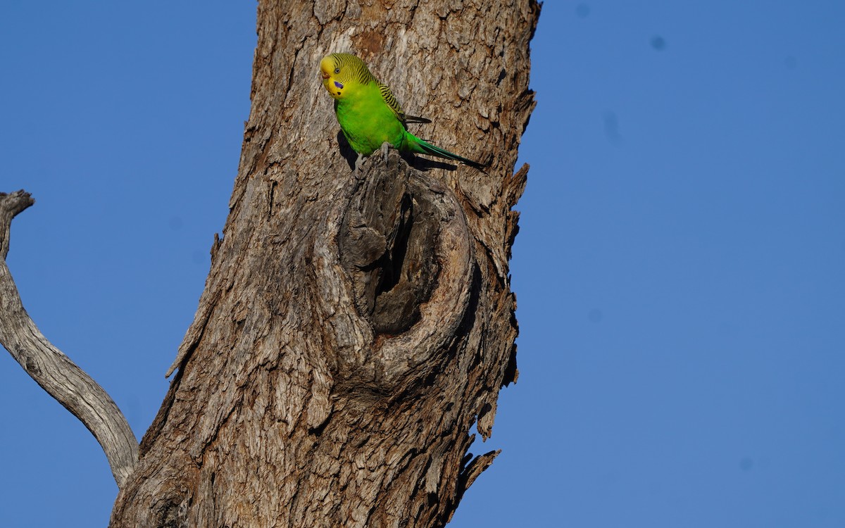 Budgerigar - ML620474210