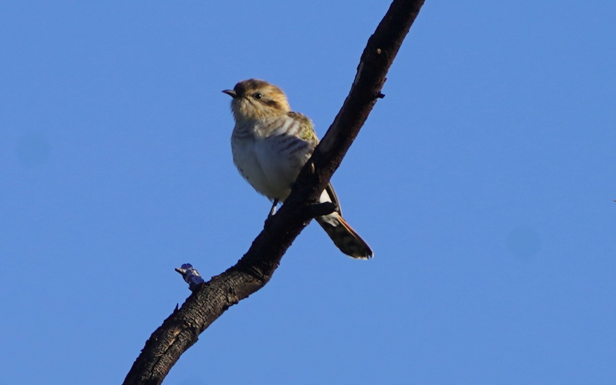 Horsfield's Bronze-Cuckoo - ML620474213