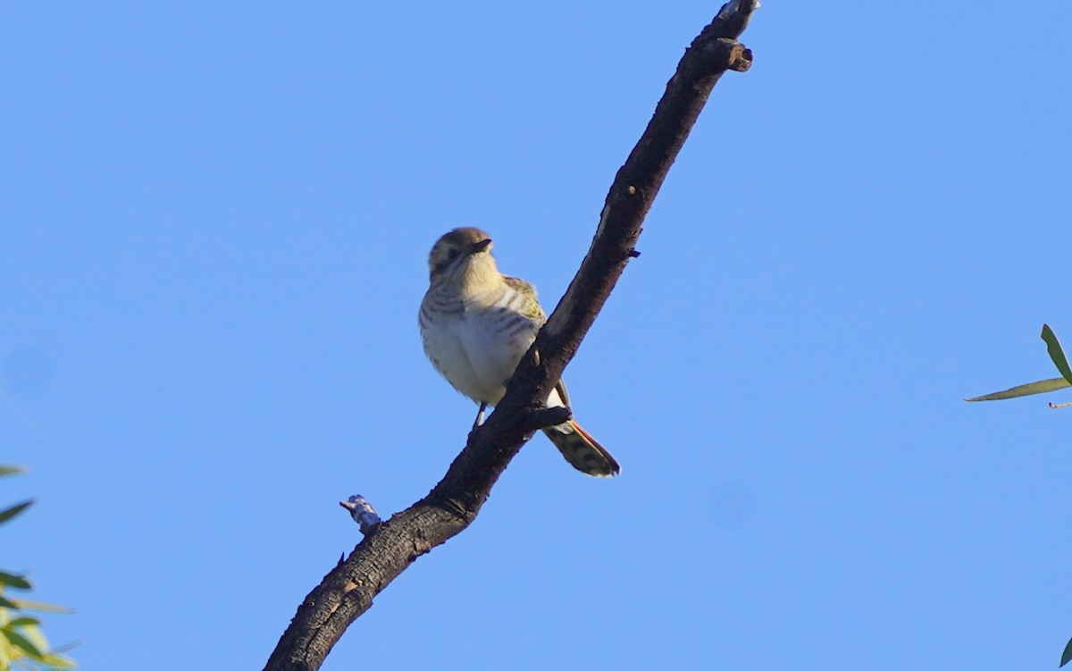 Horsfield's Bronze-Cuckoo - ML620474214