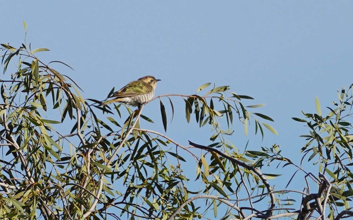 Horsfield's Bronze-Cuckoo - ML620474215