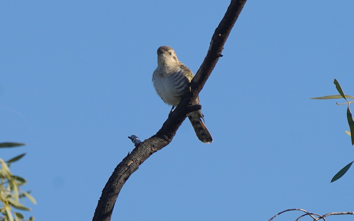 Horsfield's Bronze-Cuckoo - ML620474216