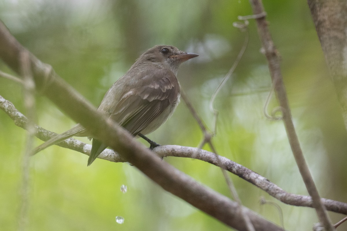 Caribbean Elaenia (Chinchorro) - ML620474218