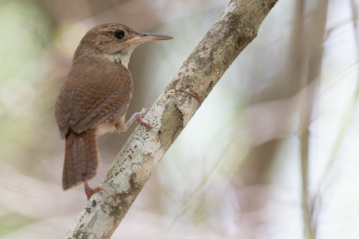 House Wren (Cozumel I.) - ML620474227