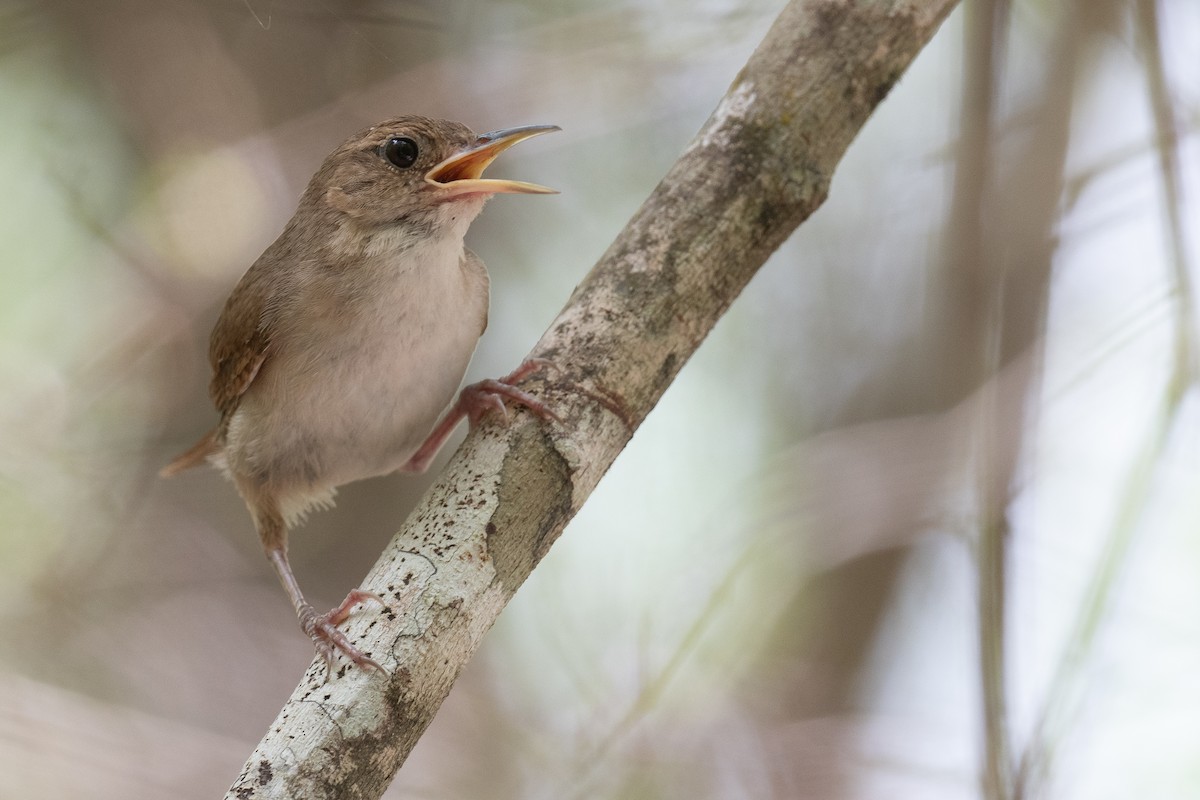 House Wren (Cozumel I.) - ML620474228