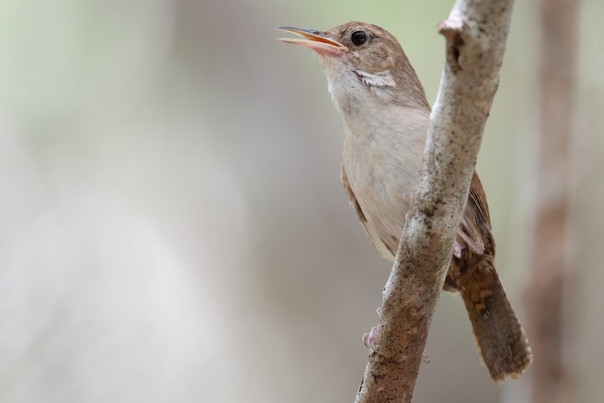 House Wren (Cozumel I.) - ML620474231