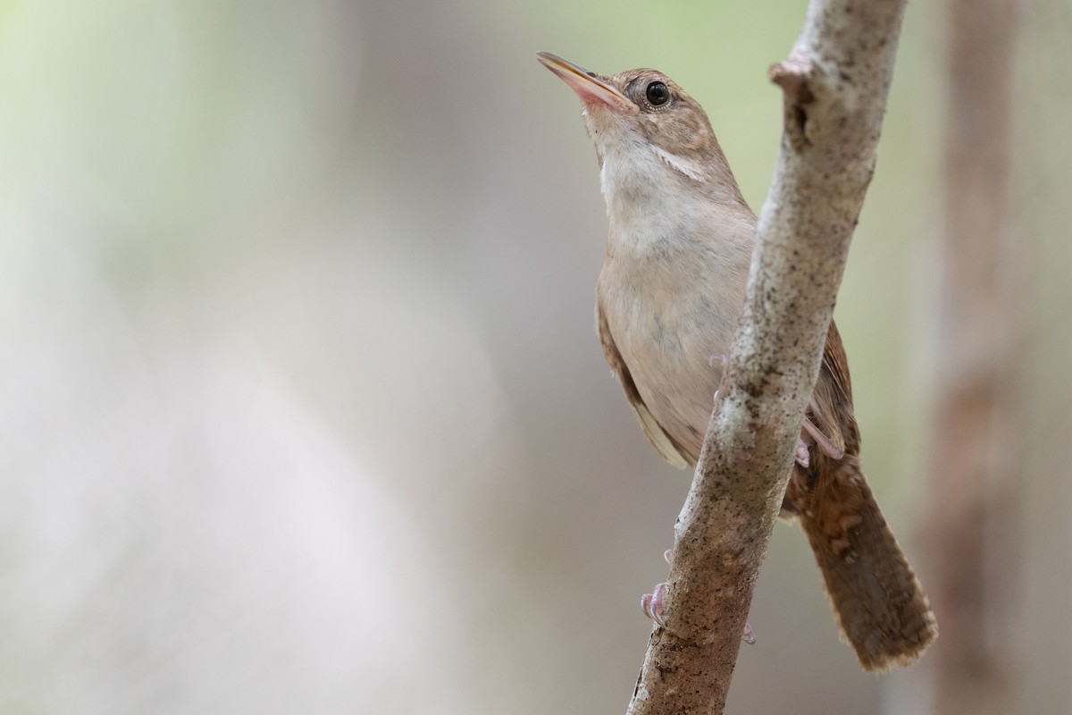 House Wren (Cozumel I.) - Ben  Lucking