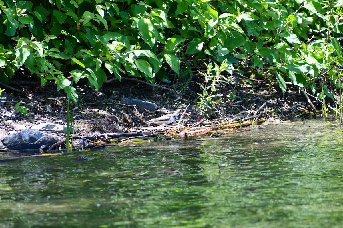 Spotted Sandpiper - ML620474234