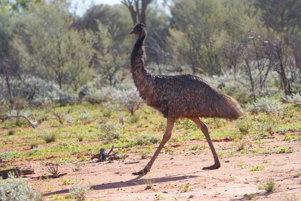 emu hnědý - ML620474241