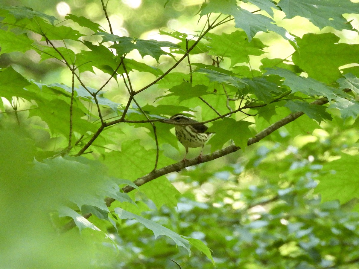 Louisiana Waterthrush - ML620474242