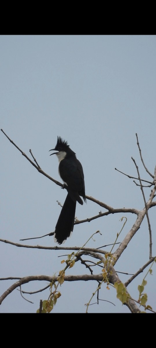 Pied Cuckoo - ML620474244