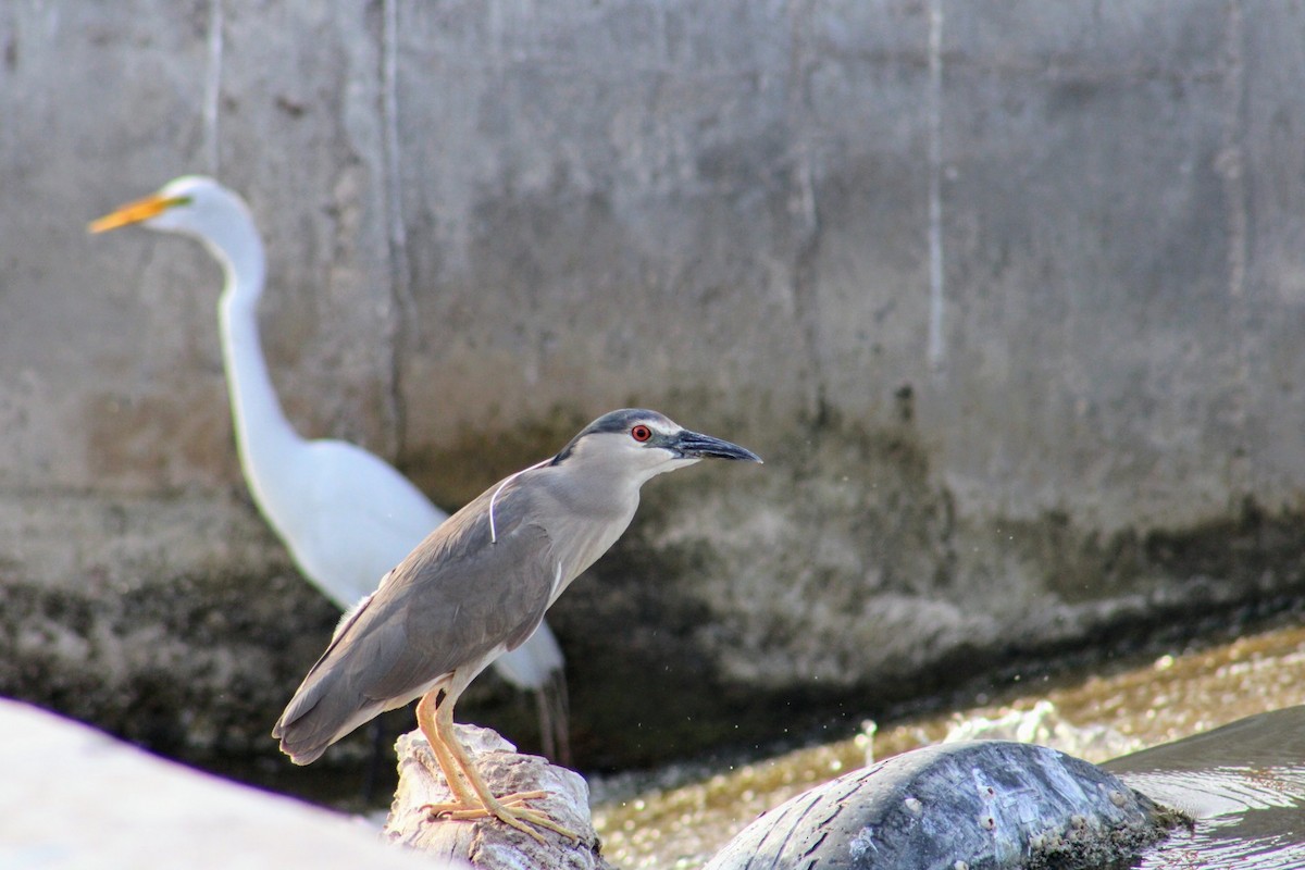 Black-crowned Night Heron - ML620474254