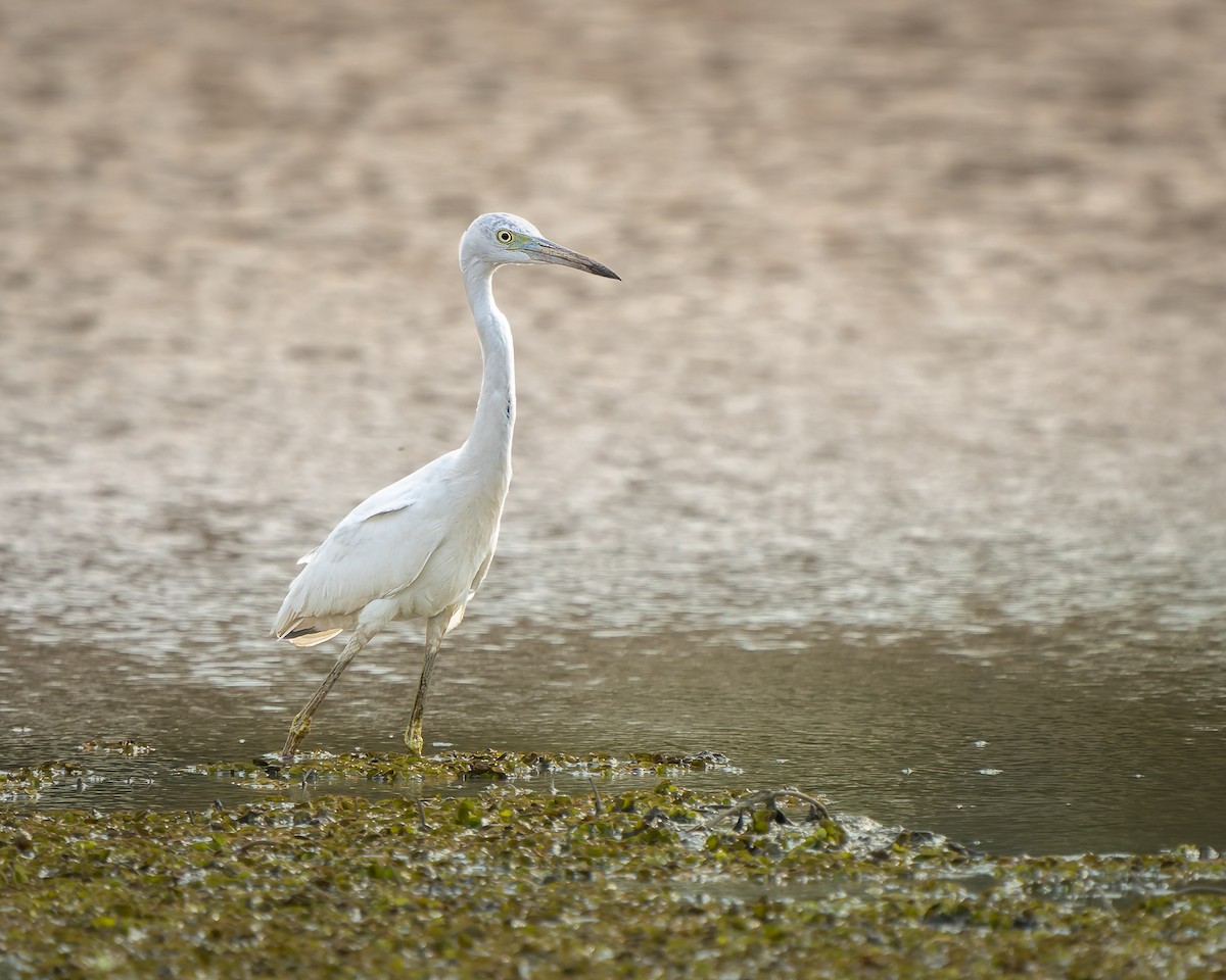 Great Egret - ML620474255