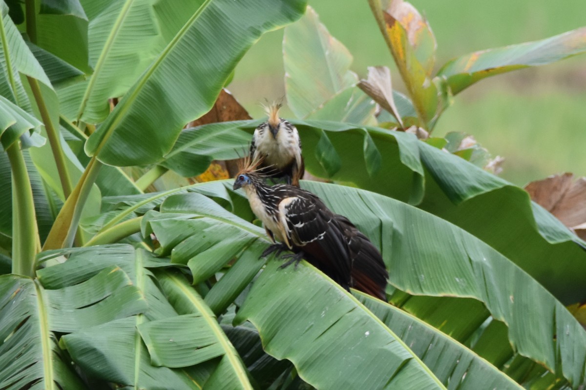 Hoatzin - ML620474257