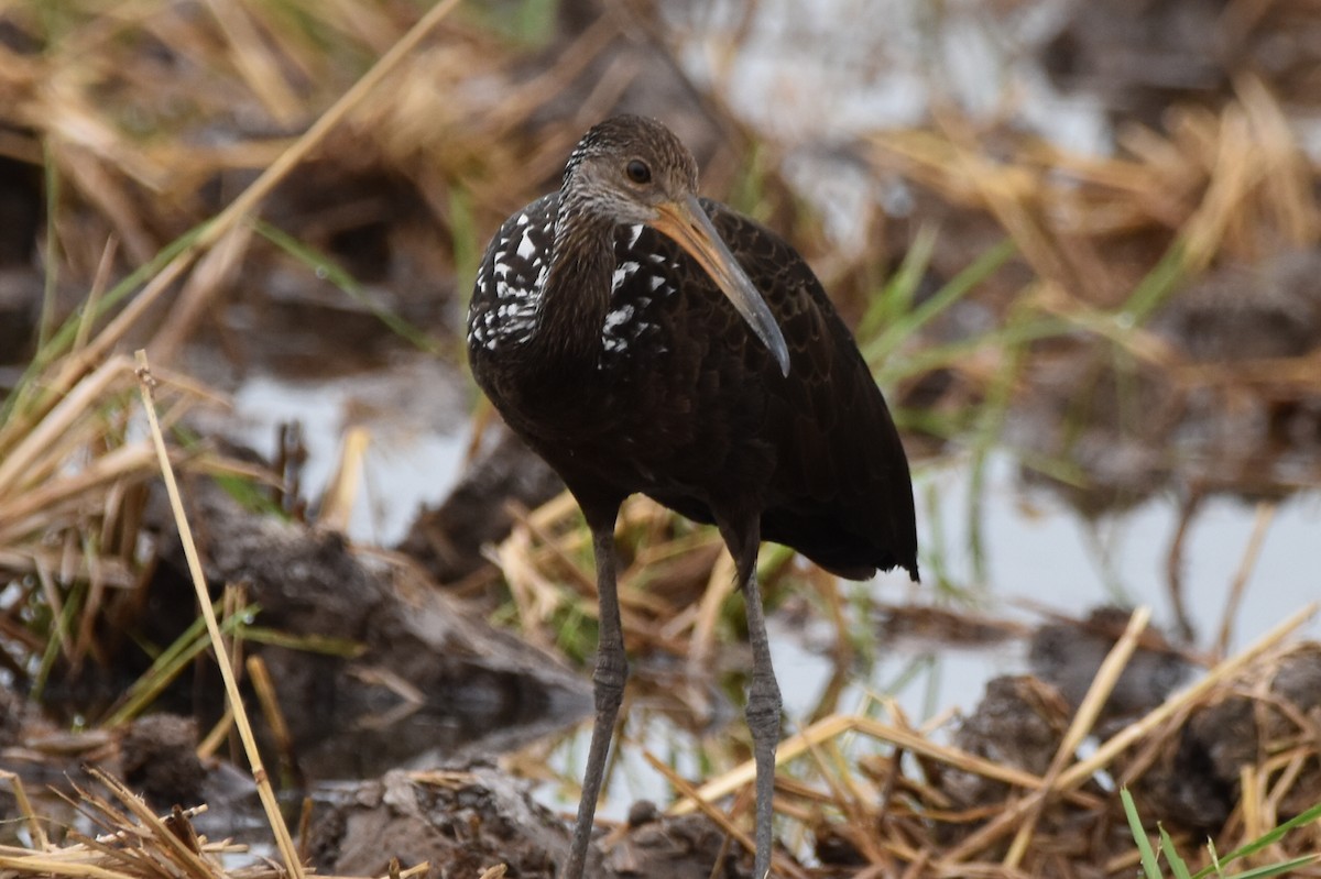 Limpkin - ML620474262