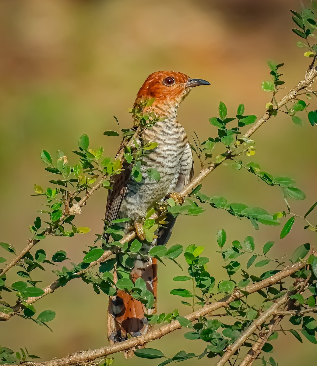 Gray-bellied Cuckoo - ML620474265