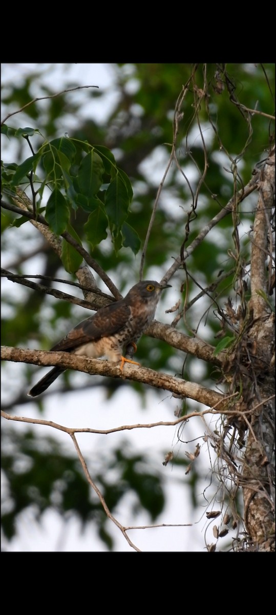 Common Hawk-Cuckoo - ML620474273