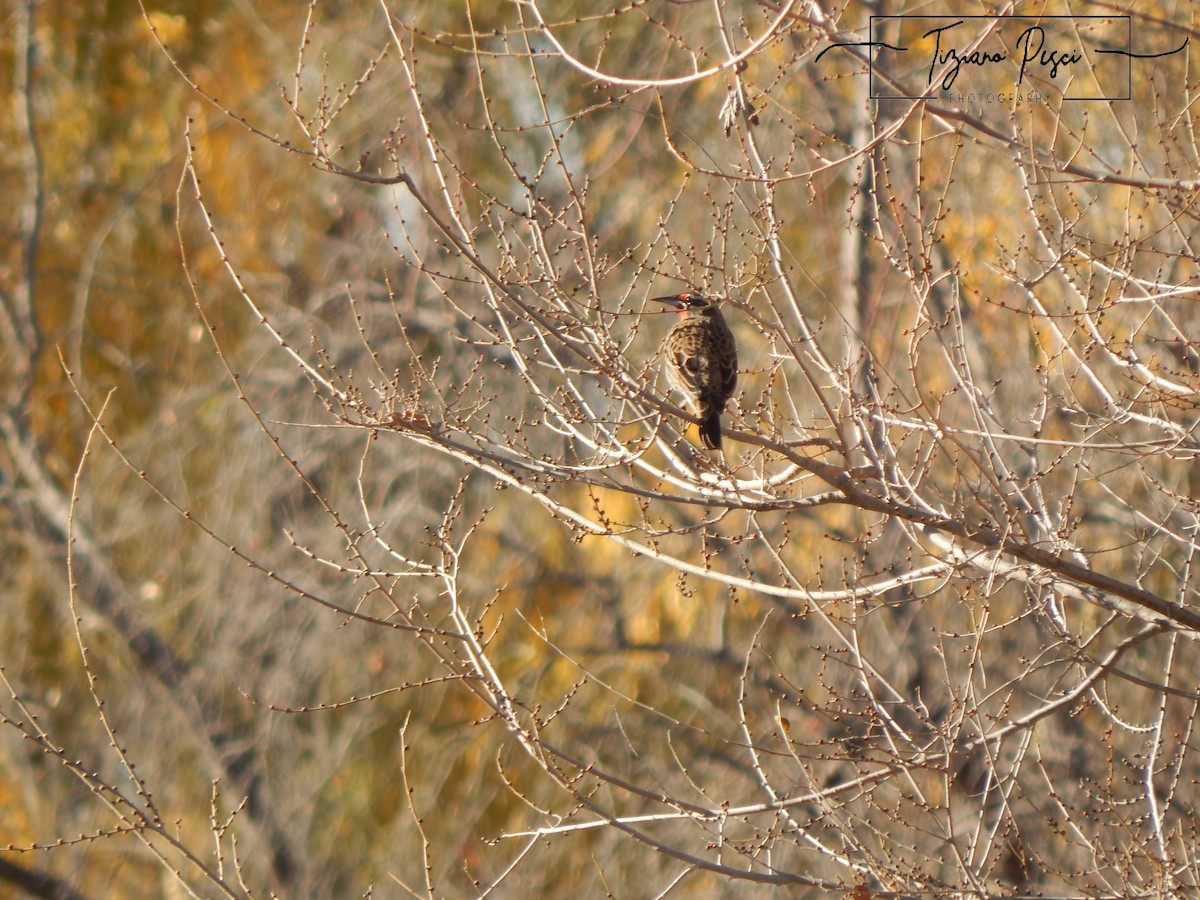 Long-tailed Meadowlark - ML620474276
