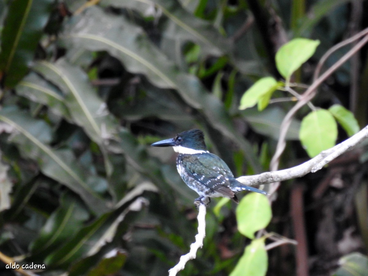 Green Kingfisher - ML620474277