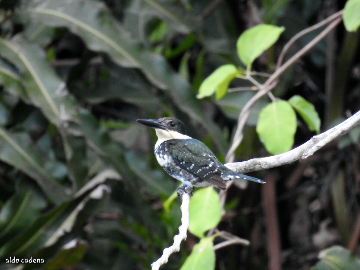 Green Kingfisher - ML620474278