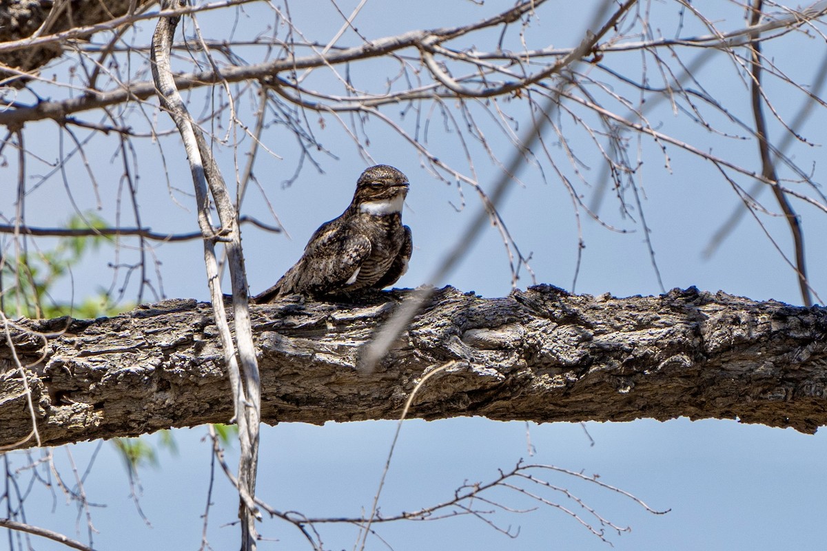 Common Nighthawk - Winston Liu