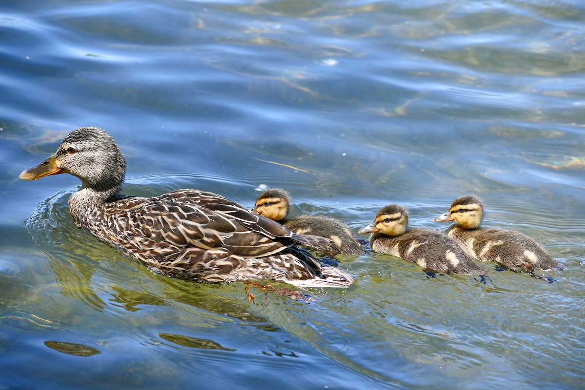 Canard colvert - ML620474281