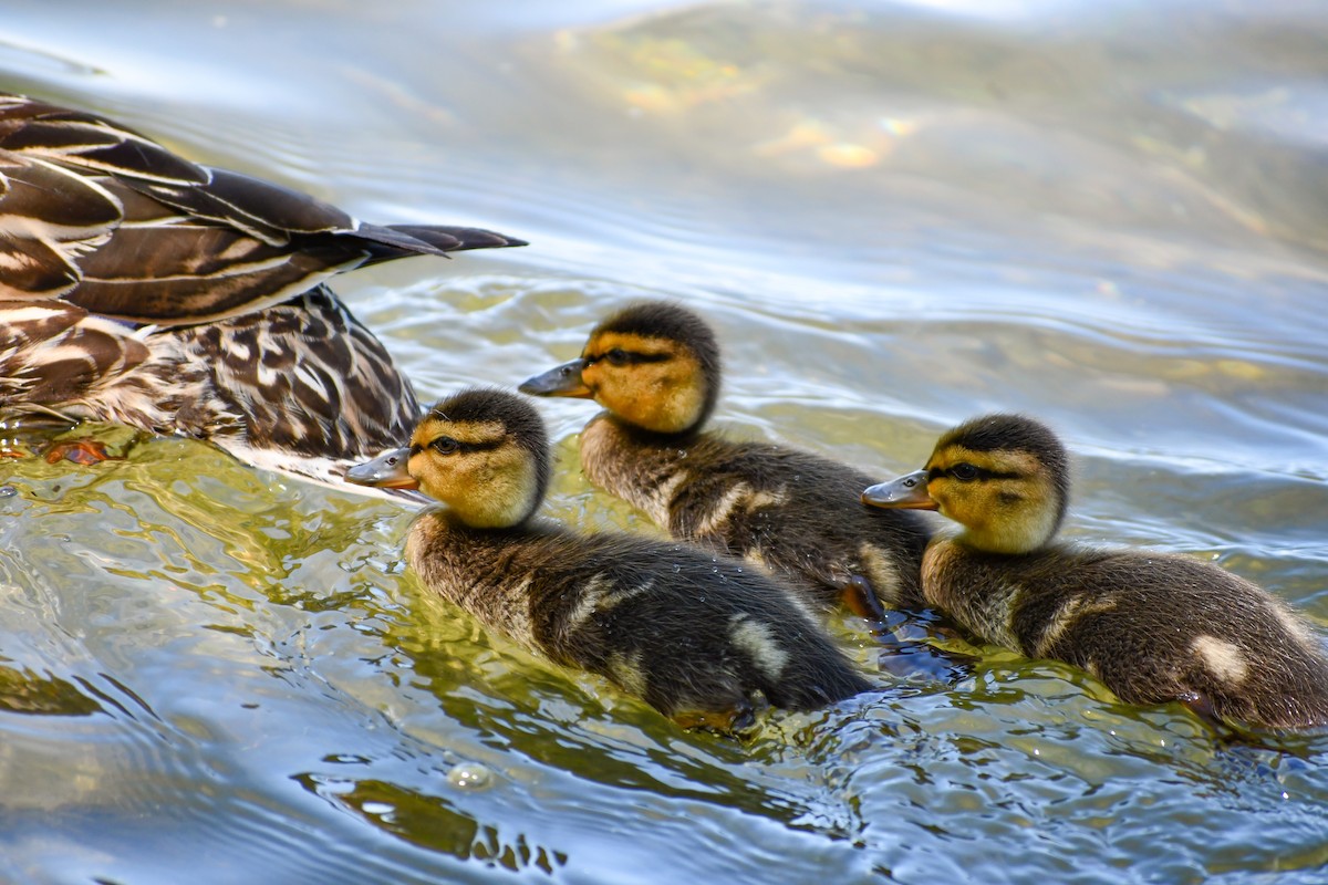 Canard colvert - ML620474282