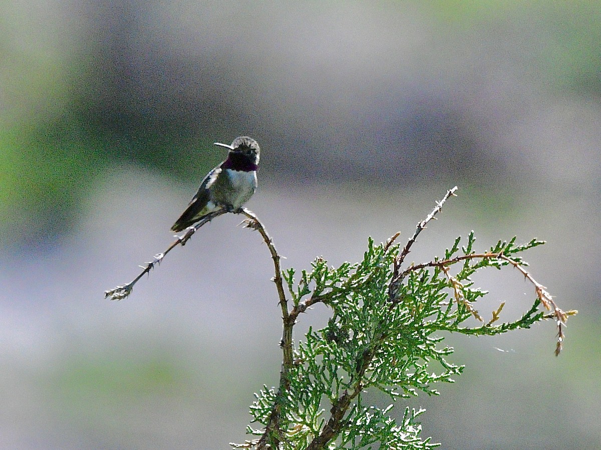 Colibrí Coliancho - ML620474283