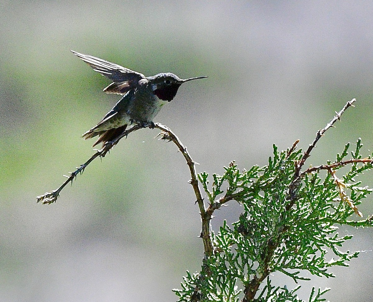 Broad-tailed Hummingbird - ML620474285