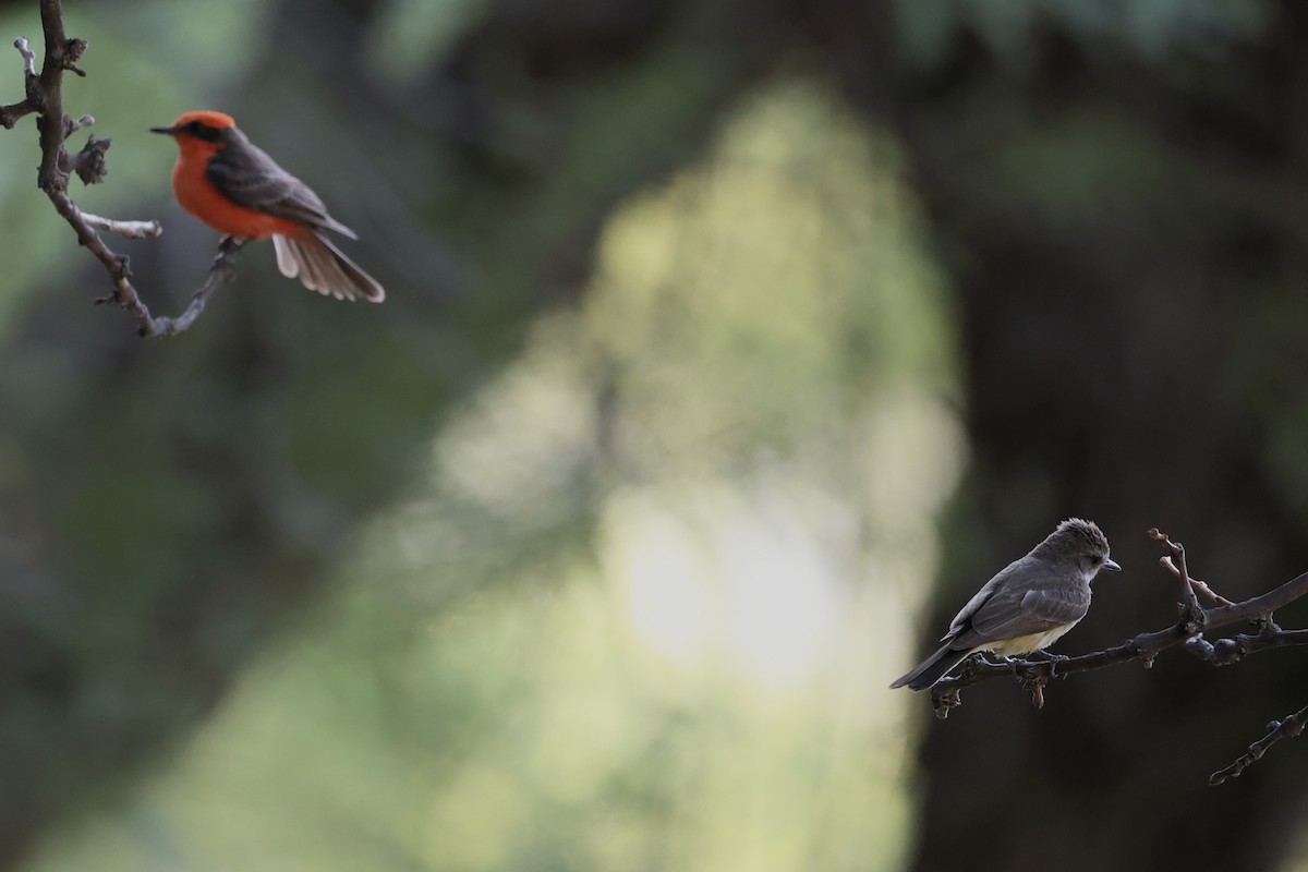 Vermilion Flycatcher - ML620474287