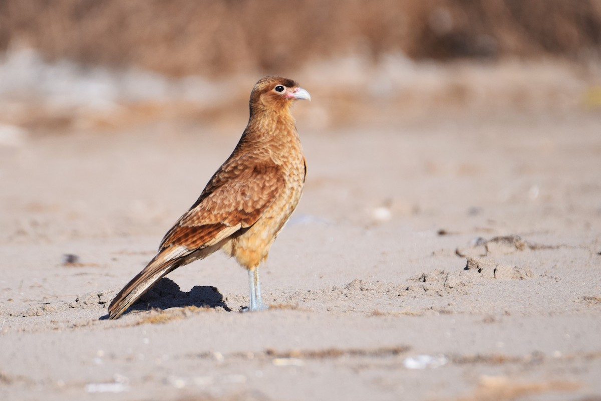 Chimango Caracara - ML620474289