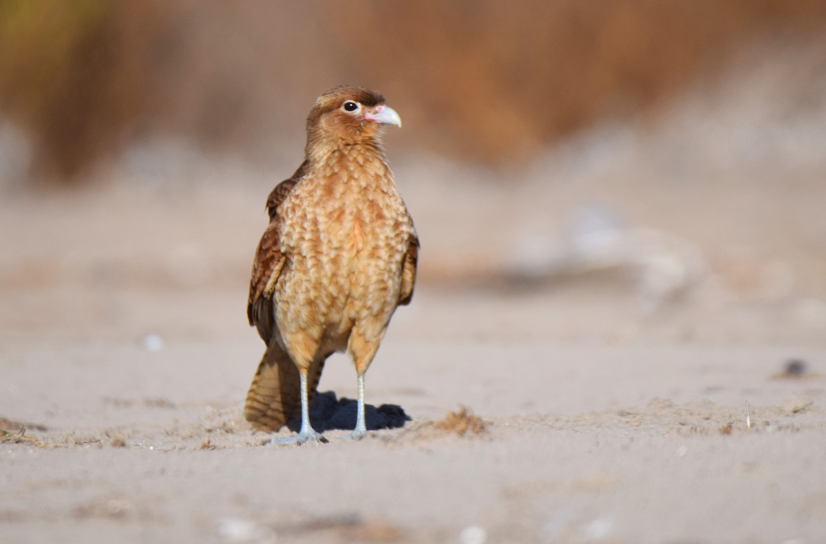 Chimango Caracara - ML620474290