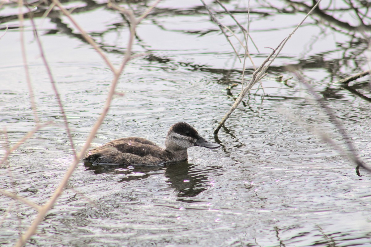 Ruddy Duck - ML620474293