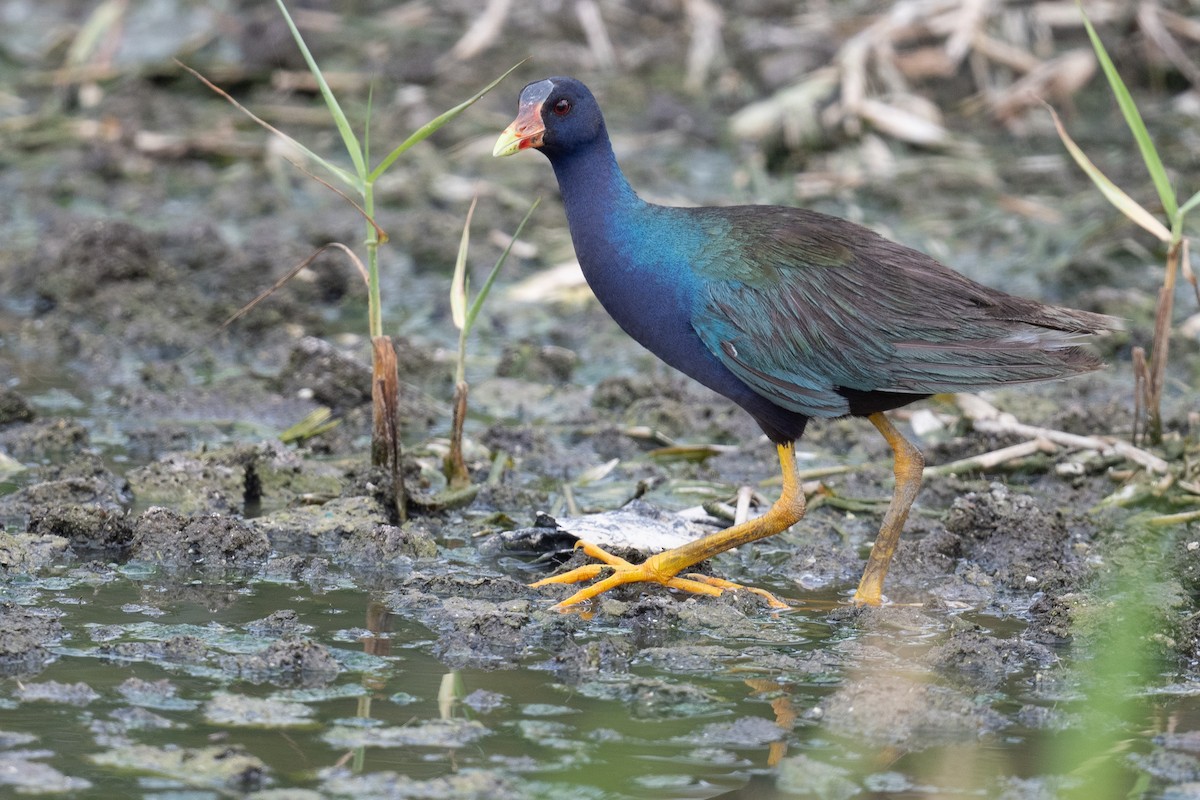 Purple Gallinule - ML620474294