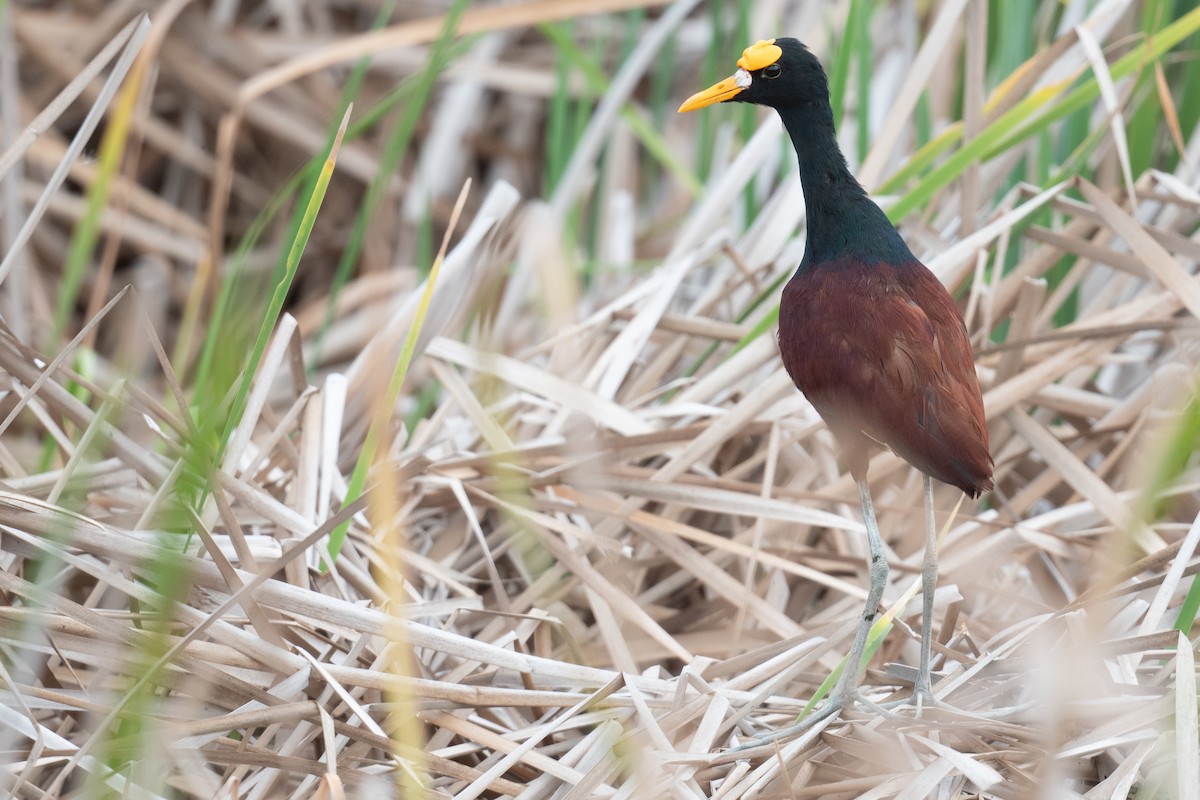 Jacana du Mexique - ML620474295