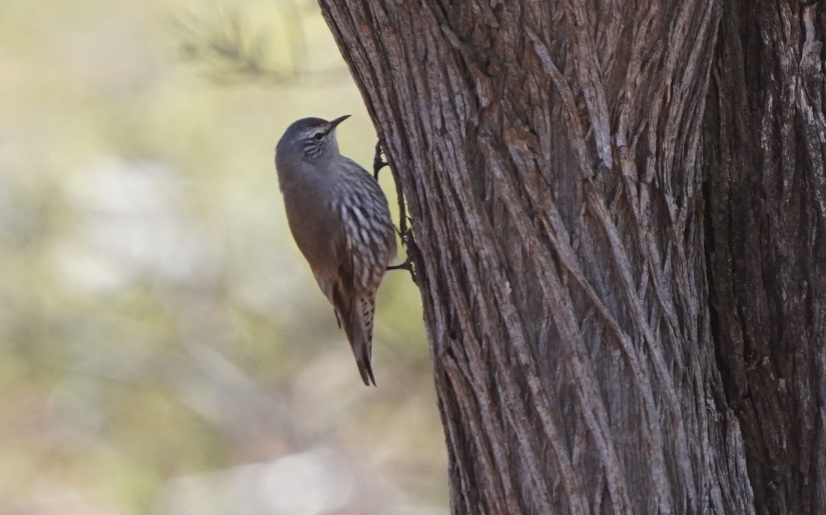 White-browed Treecreeper - ML620474297