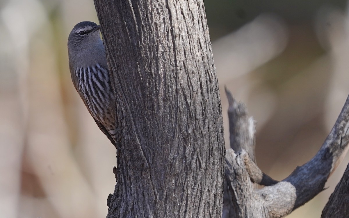 White-browed Treecreeper - ML620474299