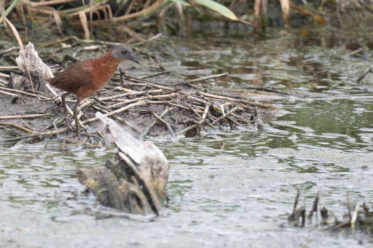 Ruddy Crake - ML620474300