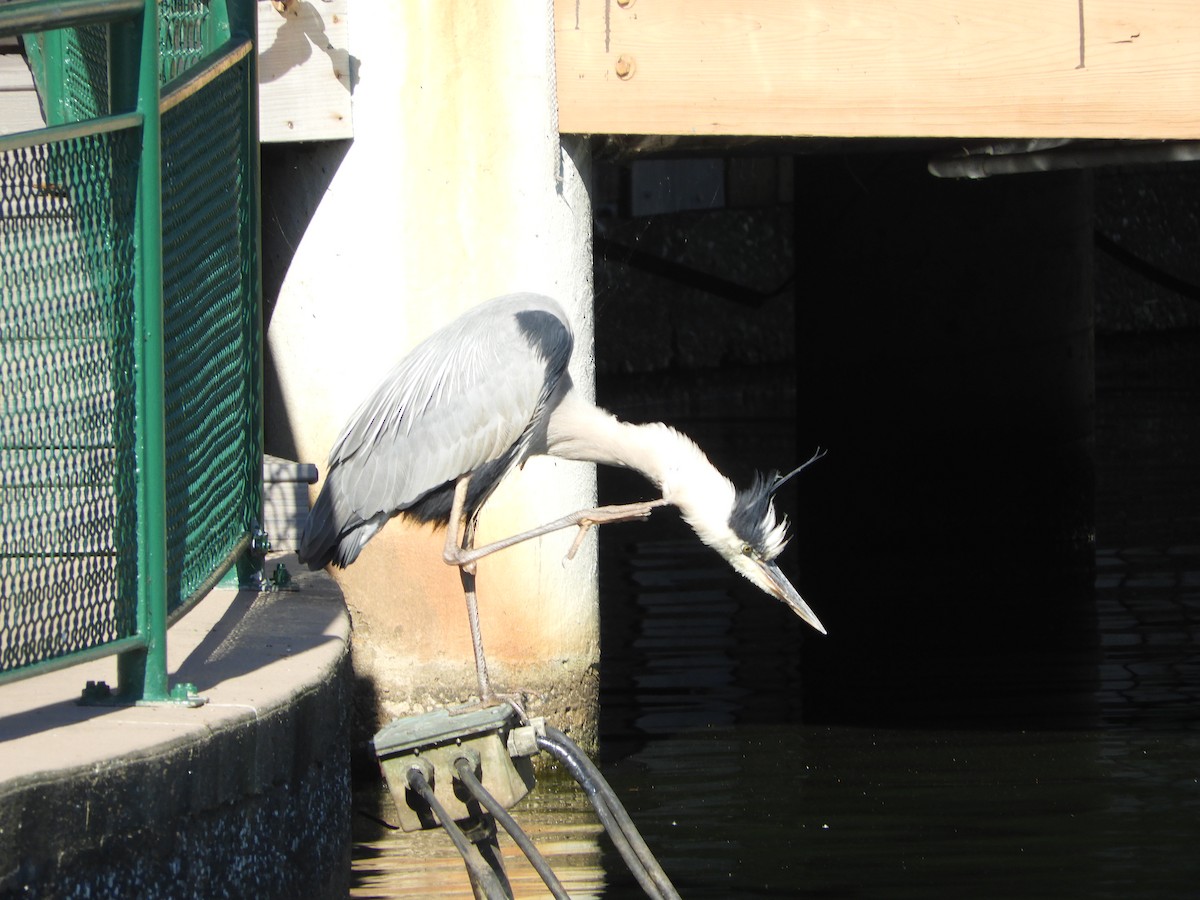 Great Blue Heron - ML620474303