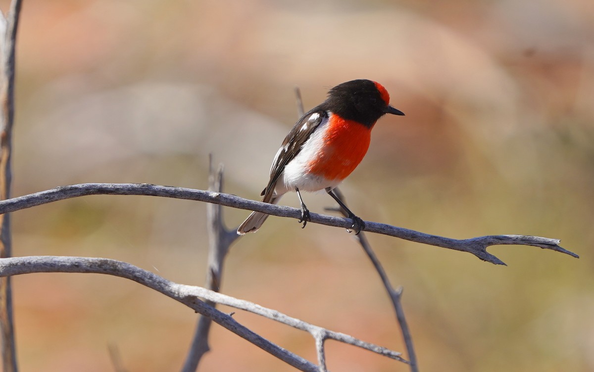 Red-capped Robin - ML620474305