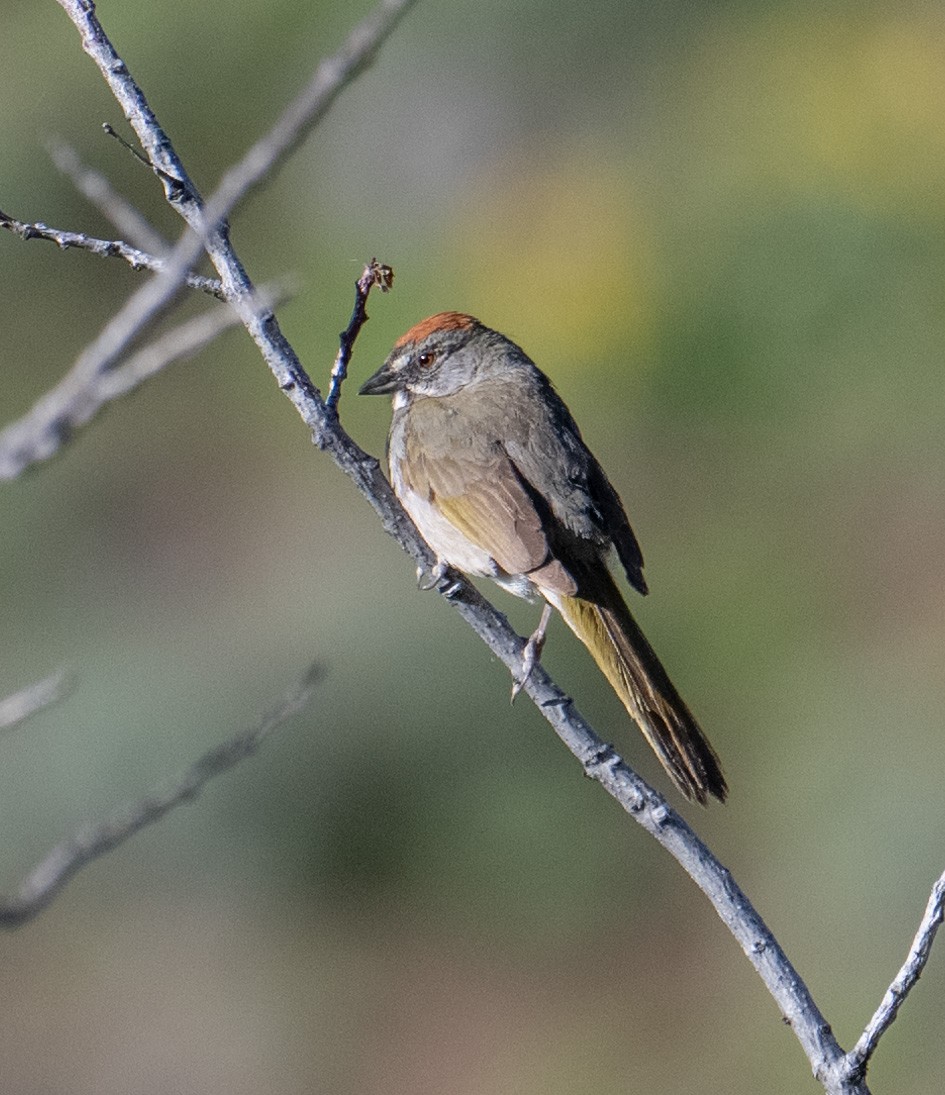 Green-tailed Towhee - ML620474308