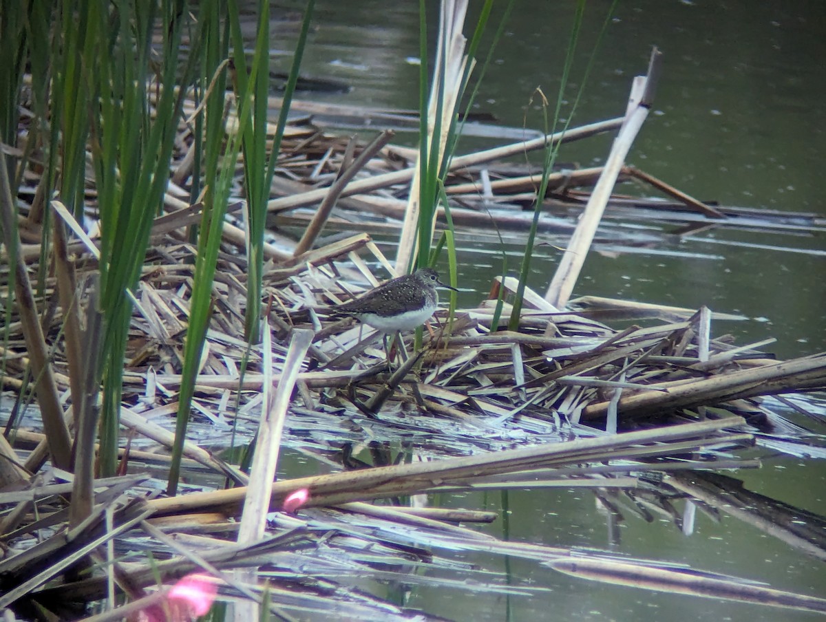 Solitary Sandpiper - ML620474320