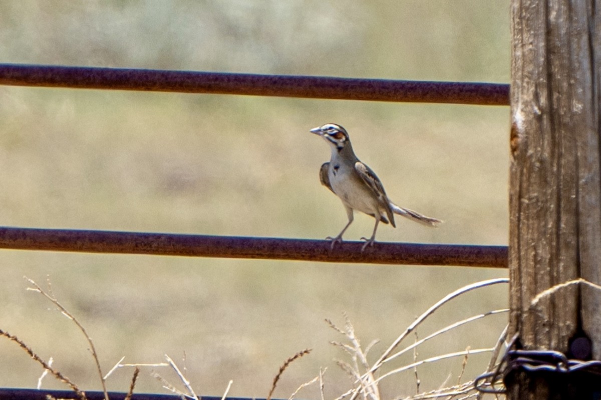 Lark Sparrow - ML620474325