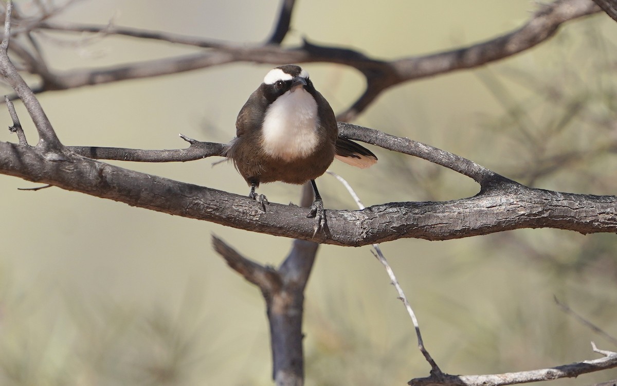 Hall's Babbler - ML620474328