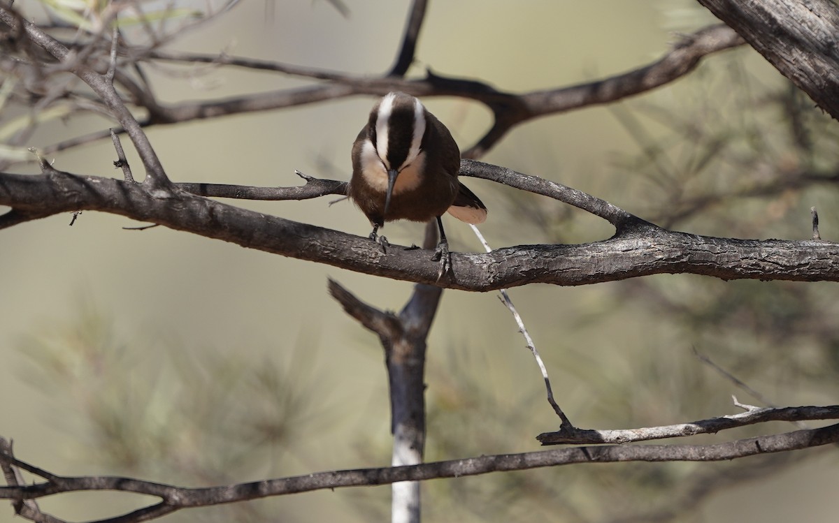 Hall's Babbler - ML620474329