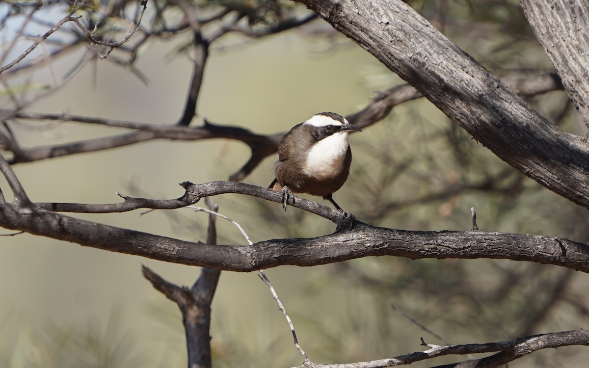 Hall's Babbler - ML620474330