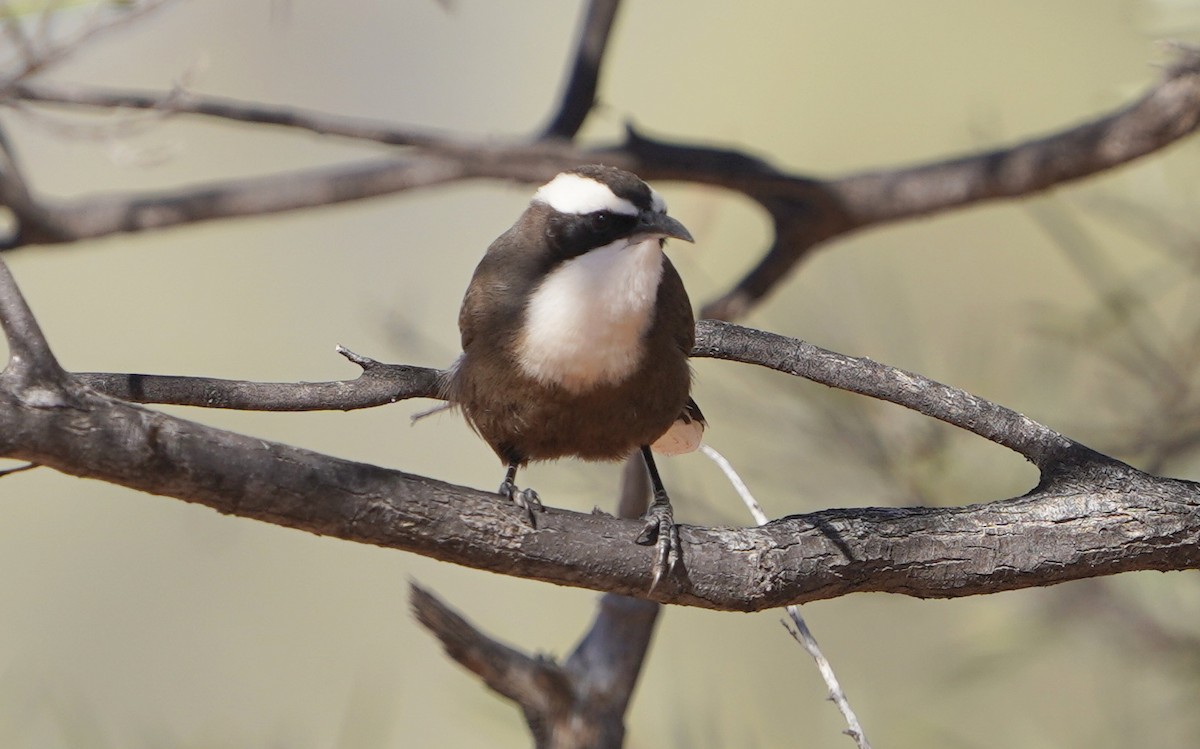 Hall's Babbler - ML620474331