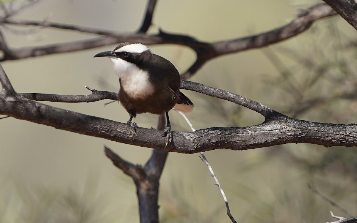 Hall's Babbler - ML620474332