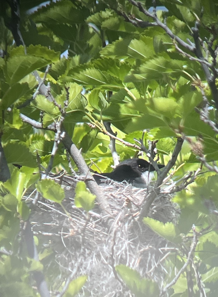 Eastern Kingbird - ML620474333